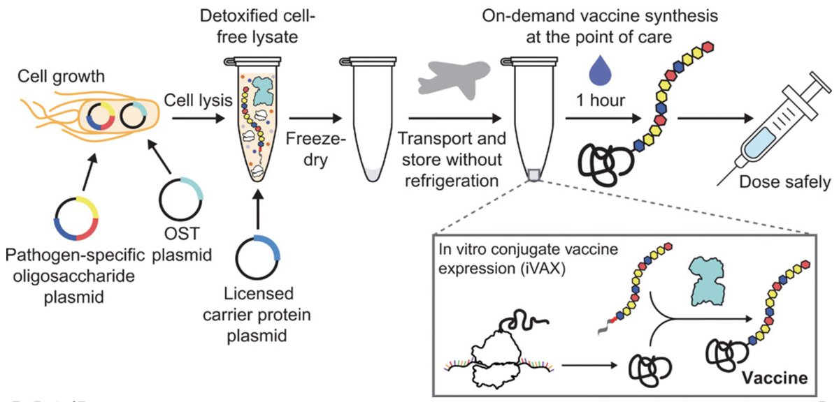 We further showed that iVAX reactions can be freeze-dried for distribution and activated on-demand by just adding water. This could reduce the need for cold chain refrigeration, which currently limits vaccination campaigns, especially in low and middle income countries 4/n