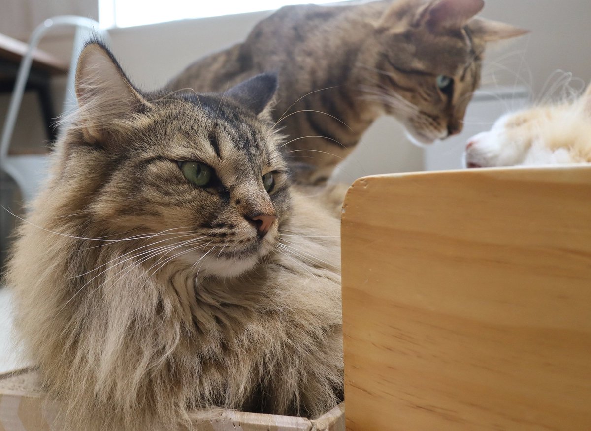 猫カフェ リプミィ おはようございます 営業時間 13 00 00 最終入店19 00 ご来店の際は当サイトをご確認ください 皆様のお越しをお待ちしております 猫カフェ 猫カフェリプミィ リプミィ 足立区 北千住 猫 Lipmyミルフィ 猫カフェ リプミィ おはようございます 営業時間 13 00 00 最終入店19 00 ご来店の際は当サイトをご確認ください 皆様のお越しをお待ちしております 猫カフェ 猫カフェリプミィ リプミィ 足立区 北千住 猫 Lipmyミルフィ
