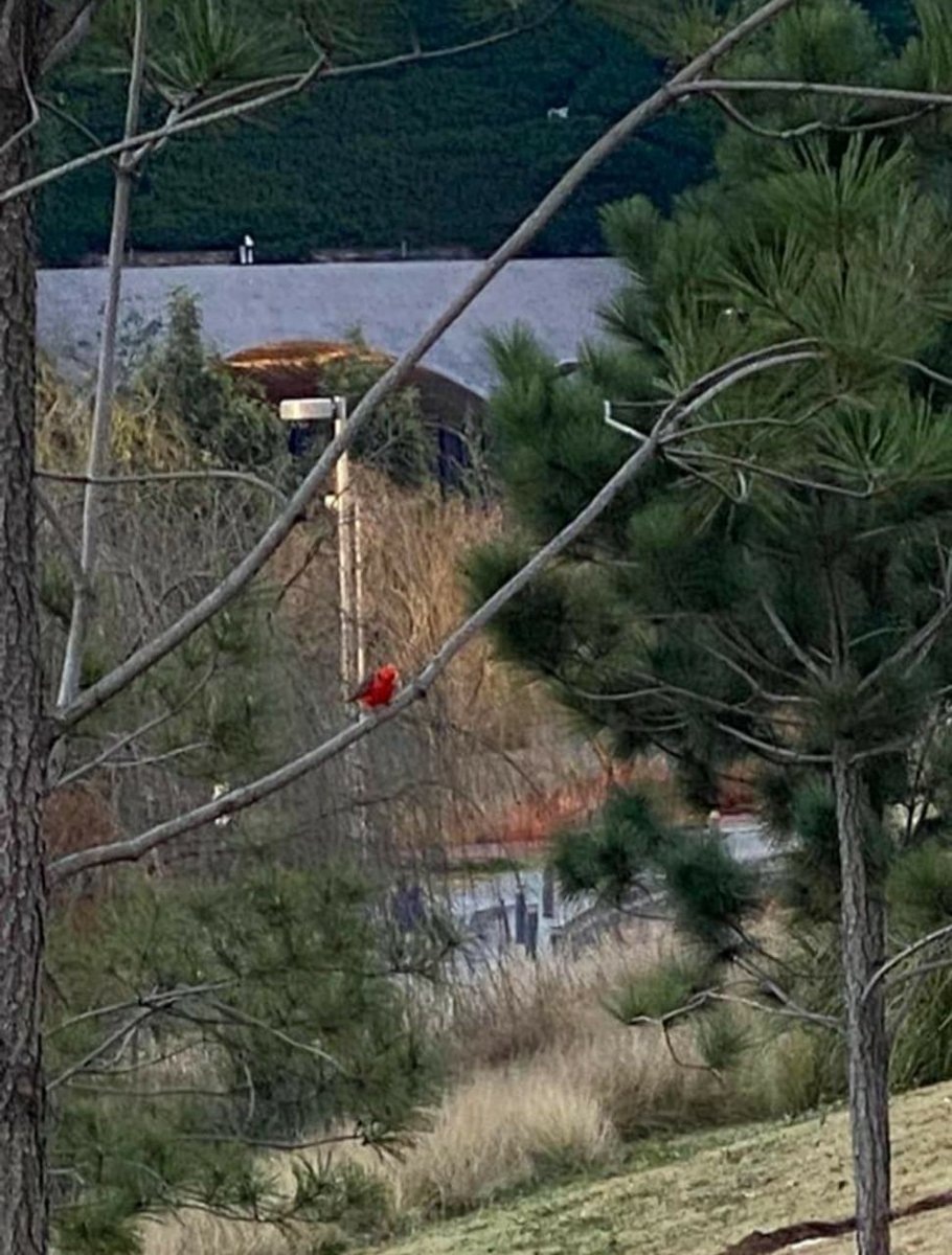 Hace solo 3 años, un terreno en Santa Fe abandonado, 
relleno de cascajo donde se construirían 12mil viviendas. Hoy, casa de más de 30 patos y preciosos pájaros.(foto derecha <a href="/NormaMerino/">Norma Merino</a>)