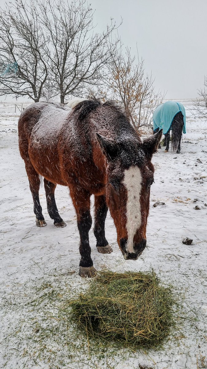 JBMEquiFarms's tweet photo. That's a lot of wet and sticky snow falling.
Drive safe.
Stay safe.
Yogi says ....winter is not fun 🤣😂
Magic's opinion is showing too #horses
#yogiandbooboo #manitoba #mbwx #mbstorm #snow #yogi #mommaBoo #grace #magic https://t.co/xHMBvI0a6e