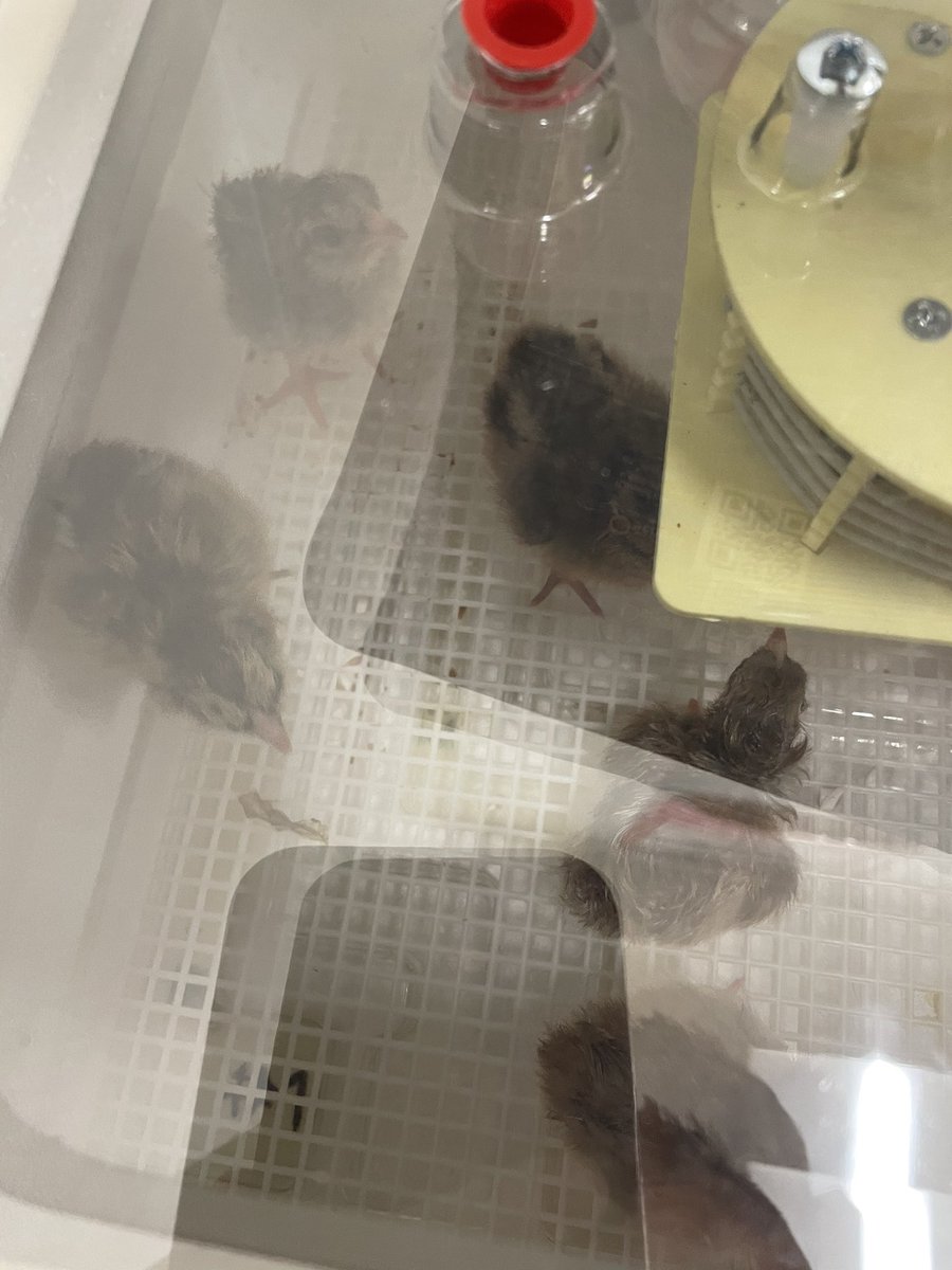 Rich Booth tweet media