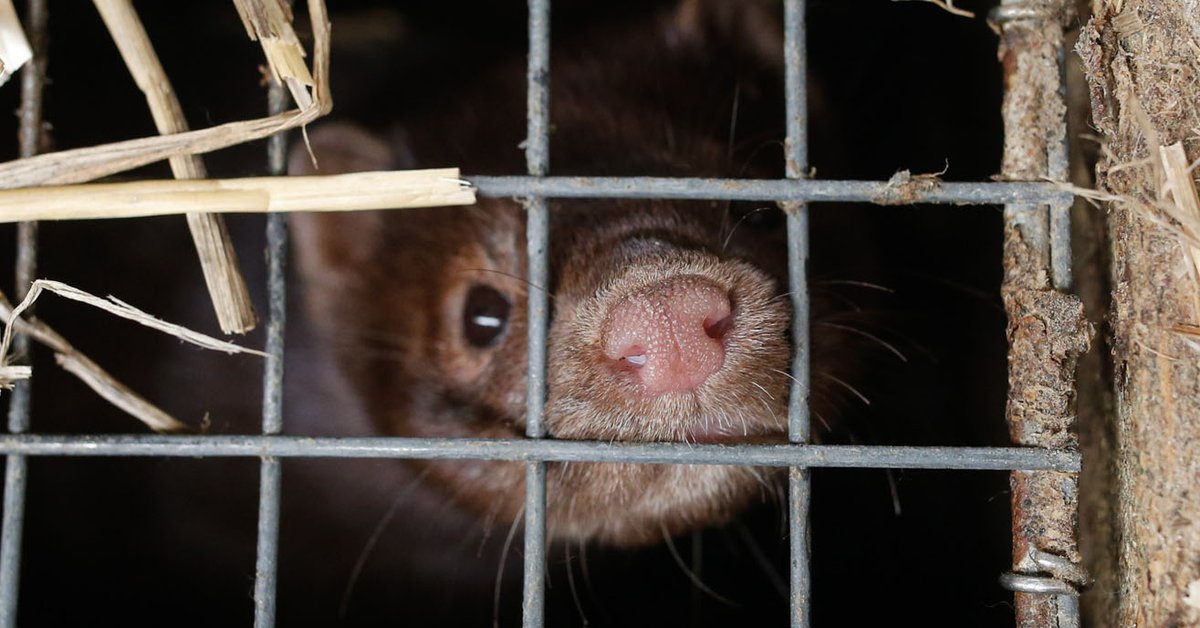 BornFreeUSA's tweet photo. Born Free USA's Liz Tyson spoke with Lex Talamo of @LadyFreethinker about our new #SilentSuffering #fur industry report and why the only way to end the cruelty of #FurFarming is to end the industry altogether. https://t.co/HVaqEVLorP https://t.co/RGq8Hc24qc
