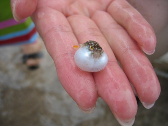 PastelBabyBun's tweet photo. may i present to you ..

    💕✨ tiny pufferfish ✨💕 https://t.co/jP7sRSRlJD