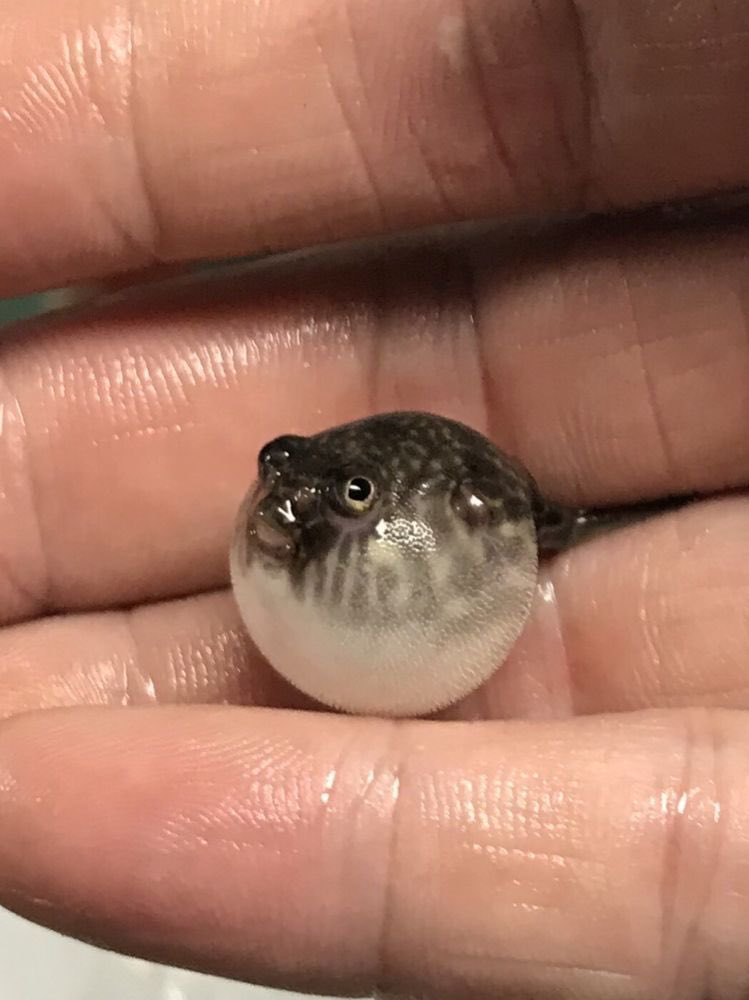 PastelBabyBun's tweet photo. may i present to you ..

    💕✨ tiny pufferfish ✨💕 https://t.co/jP7sRSRlJD