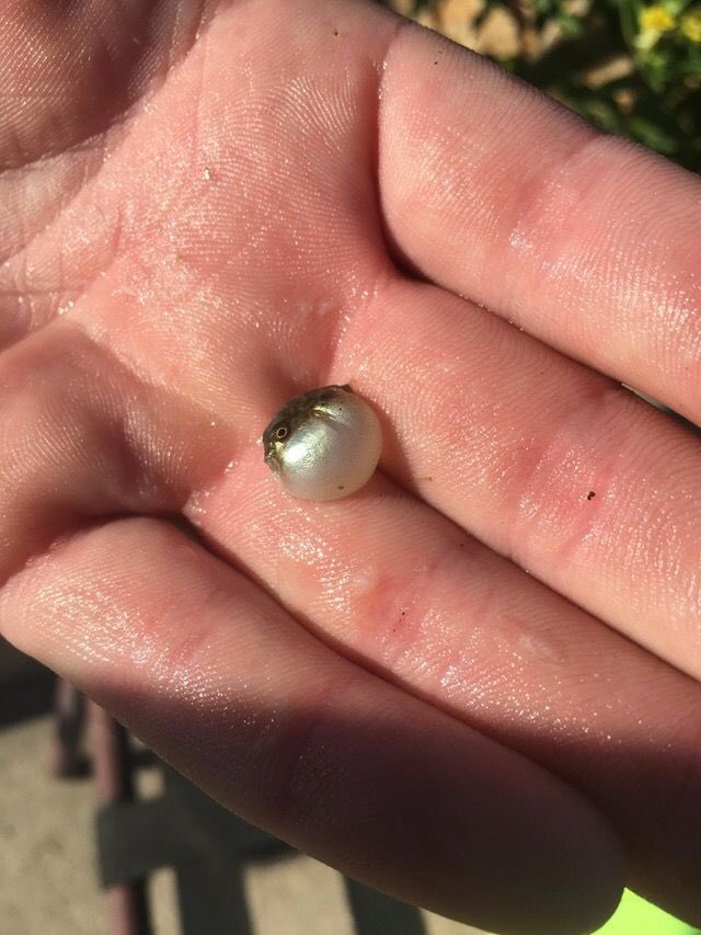 PastelBabyBun's tweet photo. may i present to you ..

    💕✨ tiny pufferfish ✨💕 https://t.co/jP7sRSRlJD
