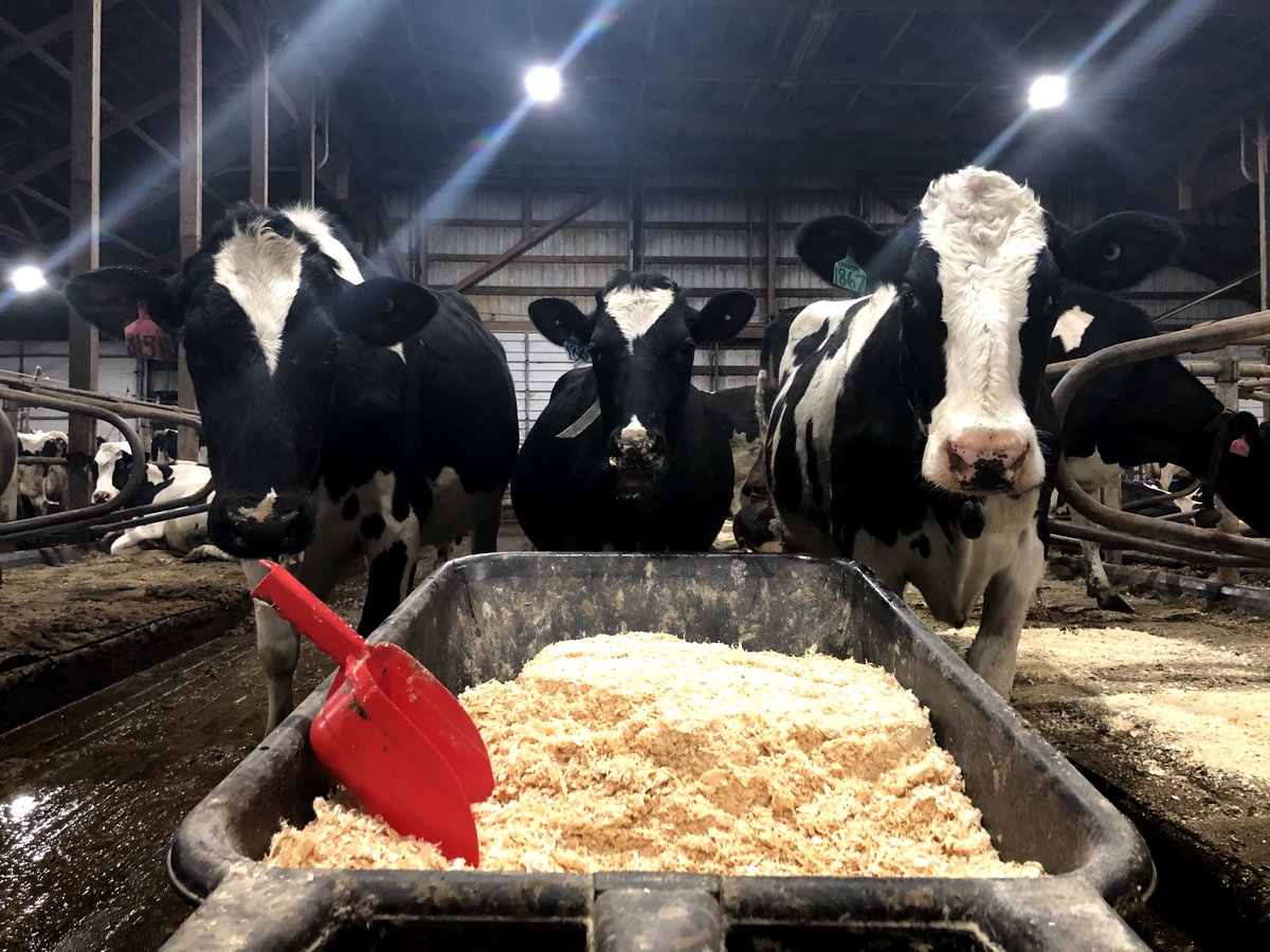 msu_kelloggfarm's tweet image. Today's Pasture Dairy Center quality control team (who volunteer to supervise the cleaning of the water beds) was 8151, Millie, and Sanoa. #FebruDairy #FarmLove #MSUKBS