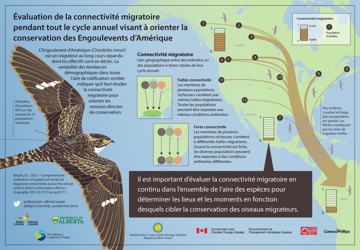 Tremblay_Jun's tweet photo. Notre article sur l'étude de la connectivité migratoire de l'engoulevent d'Amérique à l'échelle du continent menée par @ellycknight est publié dans @EcographyJourna 
Évaluation de la connectivité spatiotemporelle sur tout le cycle annuel afin d'orienter les efforts #conservation https://t.co/TyAdeSiWiv