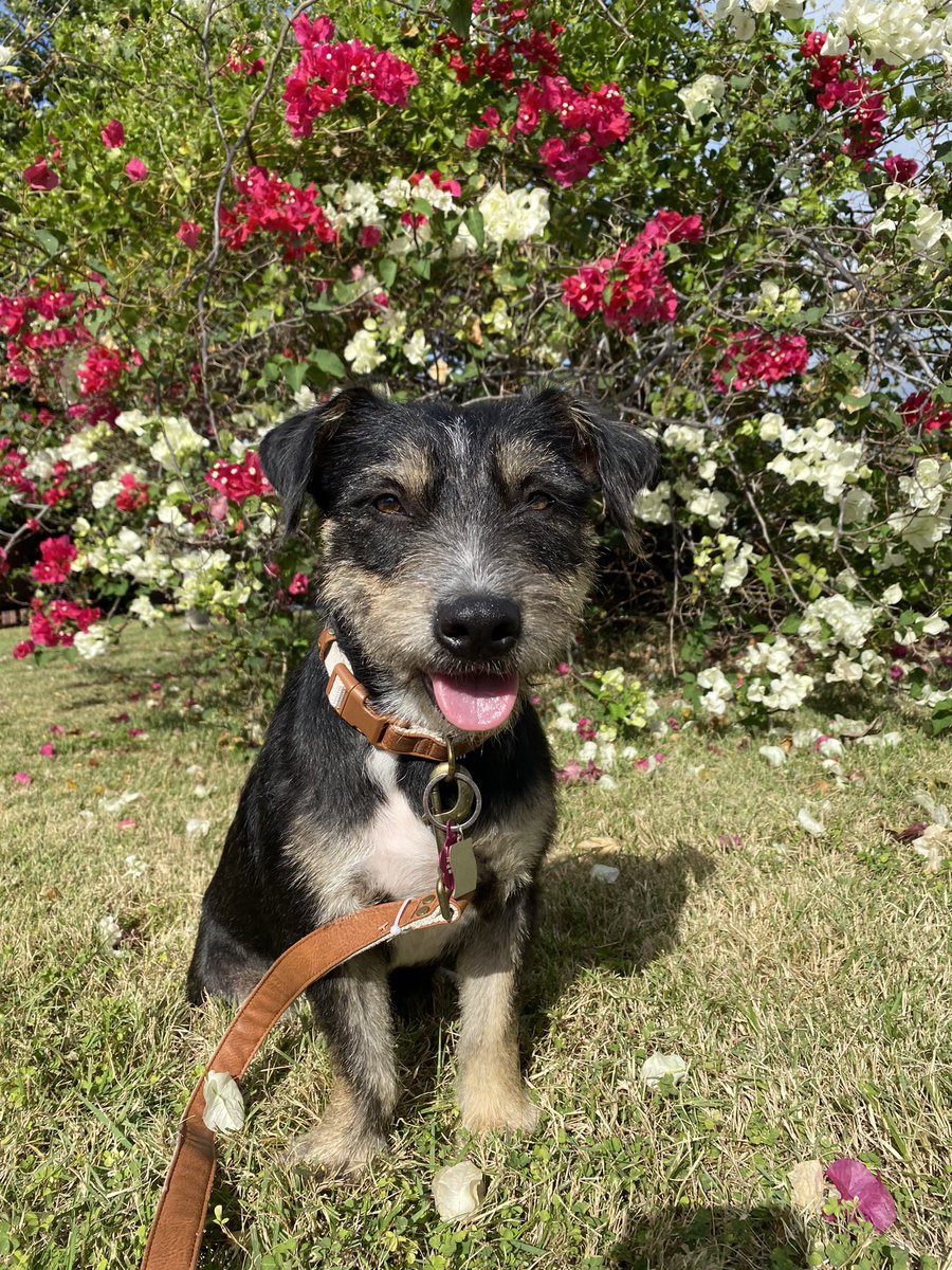 Okay so I thought my life couldn’t get better , but then I became a dog mom to Mayla 🥺