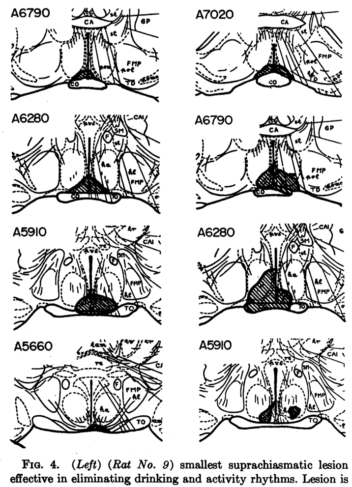 SRBR_Outreach's tweet photo. #ThrowbackThursday to 1972, a pair of classics from Stephan & Zucker and Moore & Eichler, zeroed in on the SCN as the source of #circadian #rhythms in rats using hypothalamic lesions.
https://t.co/7j4OyVG4Hk
https://t.co/e1J5vRAIrm
#chronohistory #mouseclock https://t.co/p5orOC4Nbo
