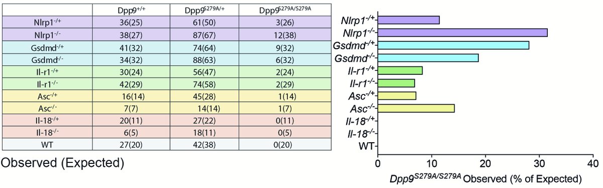 Remarkably, in a model of disease, DPP9 deficiency can be almost completely resolved by heterozygous deletion of NLRP1, ASC, Casp1 or IL-1R, but not IL-18. This suggests that IL-1 blockade could be beneficial for patients. 3/5