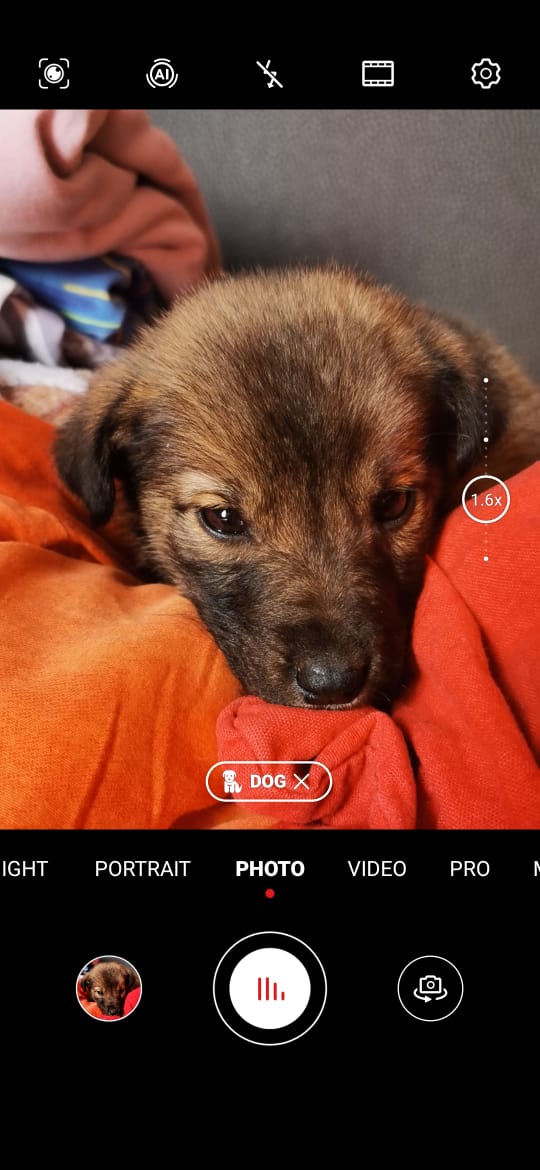 GSPSA2's tweet photo. Good night from #Zugdidi

1 has been rehomed already &amp; the other one is looking for a #FureverHome ❤️🇬🇪

#AdoptDontShop #Georgia https://t.co/e5LA7hV4K0