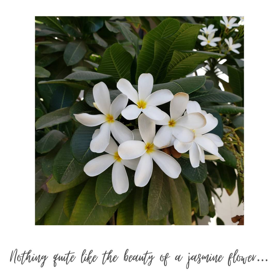 CarabungaT's tweet photo. In Dubai, you can see beautiful jasmine flowers amidst the trees. And, within this beauty, there also lies Math. What kind of Math can you see?
#realworldmath #dubaiflowers #multiplication #skipcounting https://t.co/wwQK0Qej82