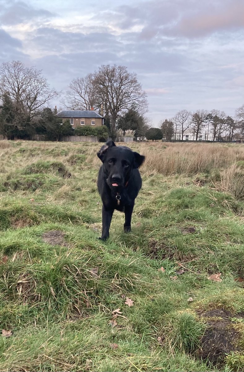Lolablacklab's tweet photo. Humum has a treat!!! https://t.co/zLMBR3l33F