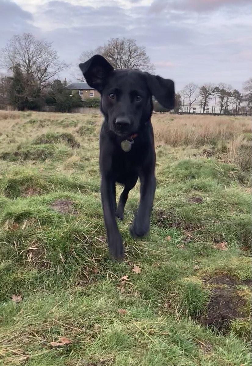 Lolablacklab's tweet photo. Humum has a treat!!! https://t.co/zLMBR3l33F