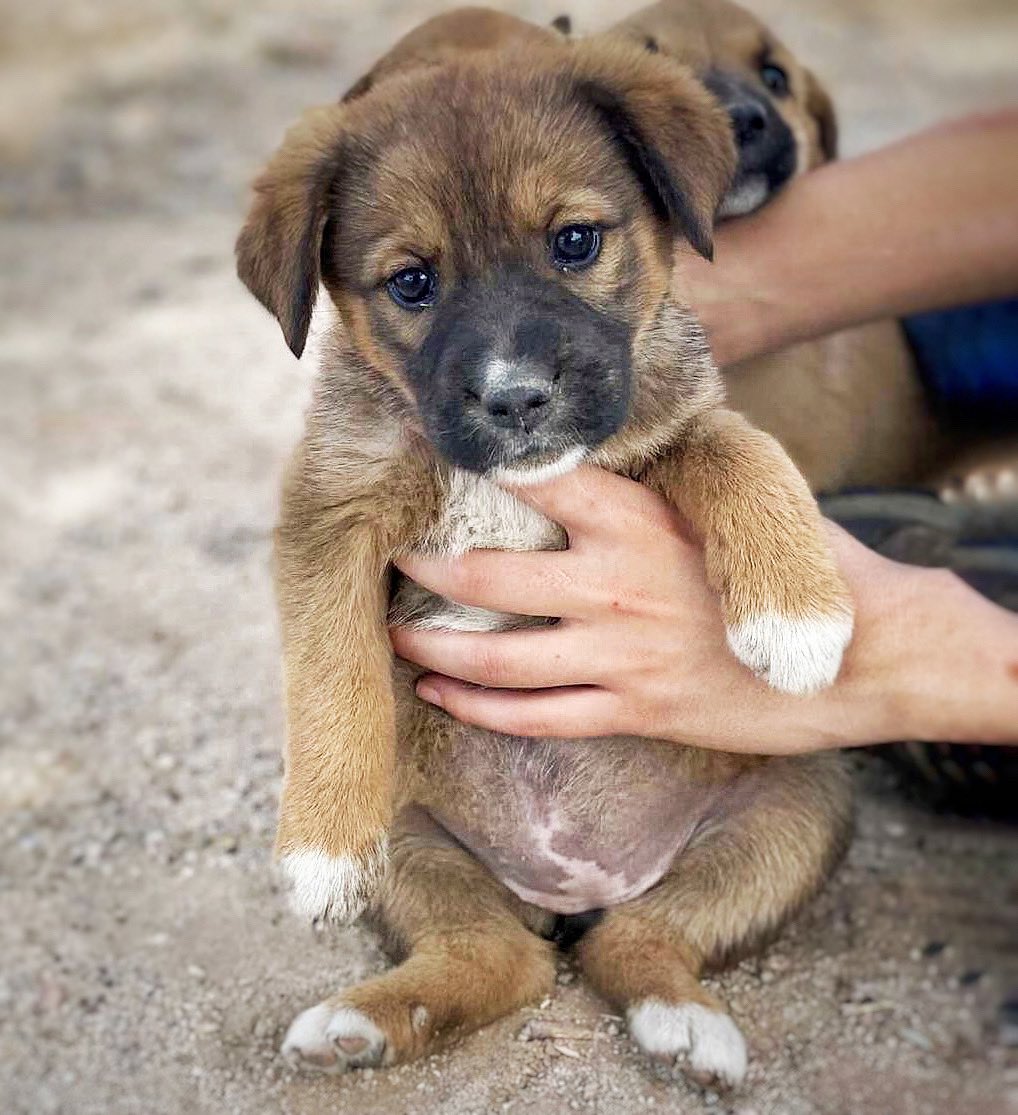 Esta hermosa patita está en adopción responsable. 🥰

Edad aproximada: 2 meses
Tamaño: mediano
Raza: mestiza
Sexo: hembra

Si te interesa adoptar, mándanos un mensaje.

SP_250