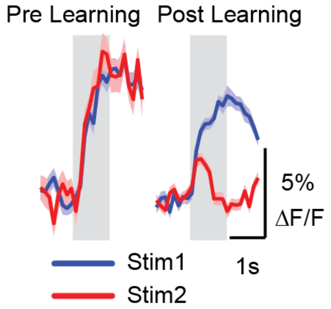 We found something similar in mouse V1: As mice learnt a go-no go visual discrimination task, they became experts over 7-9 days, and their neurons in V1 also got better at telling the two stimuli apart. Here's an example neuron which increased stimulus selectivity over learning