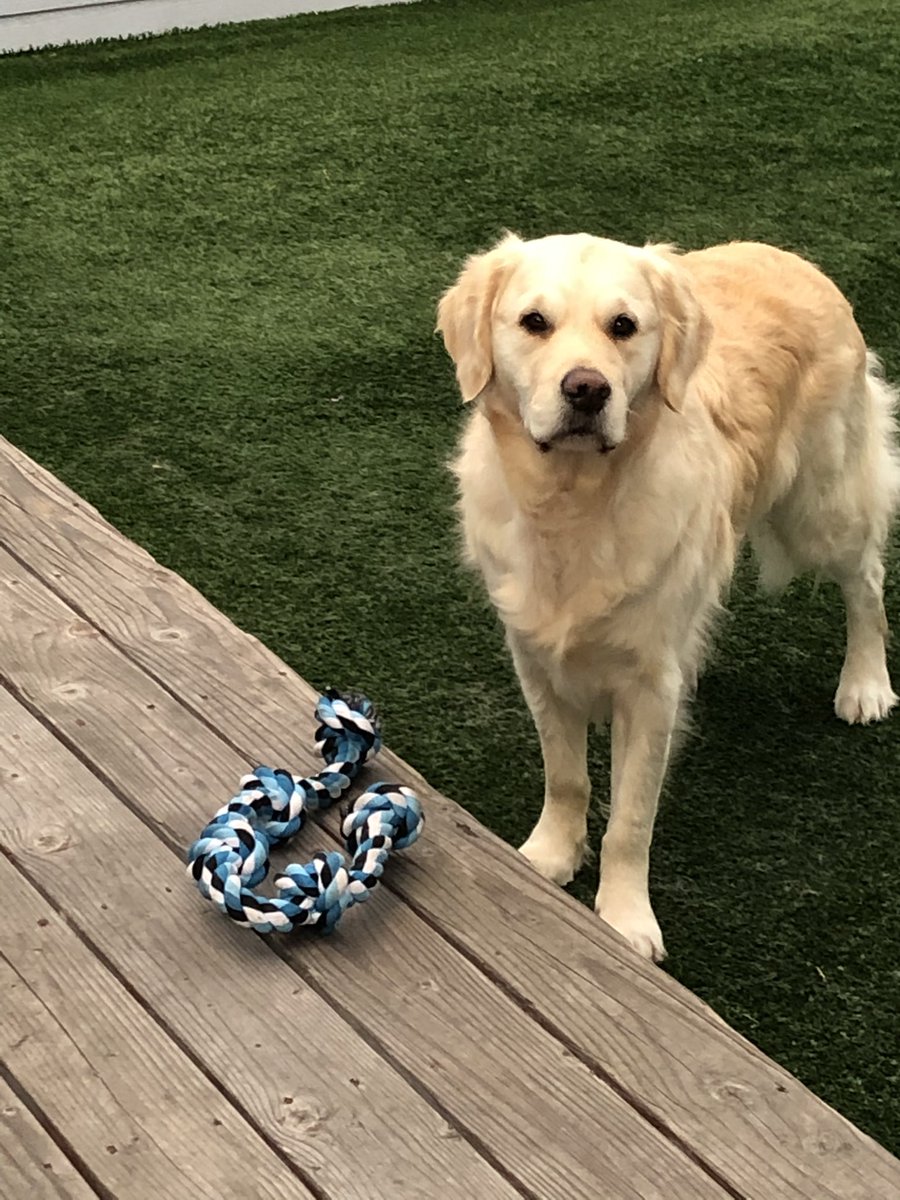 adslink's tweet photo. #NationalGoldenRetrieverDay https://t.co/2BOPlgUYCB