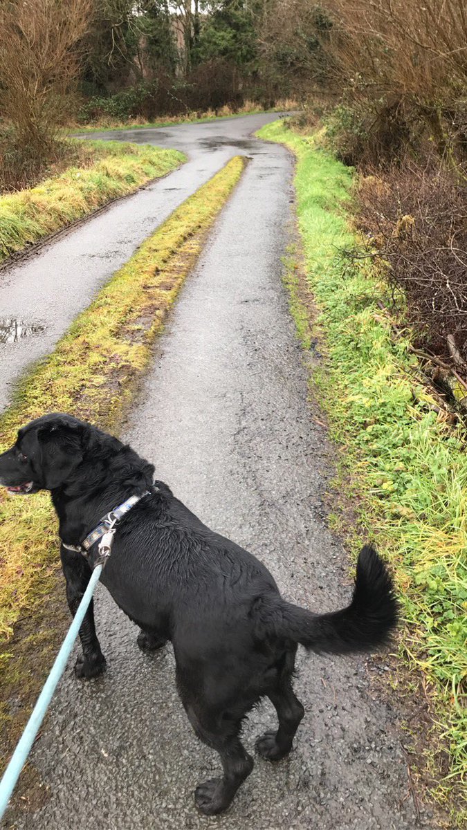 A different virtual Ag week this year but the show must go on, downing pints of milk and running over 3000km are just some of the activities 💪🏼All in aid of two very worthy charities <a href="/UCD_Ag_Soc/">UCD Agricultural Science Society</a> #AgWeek21