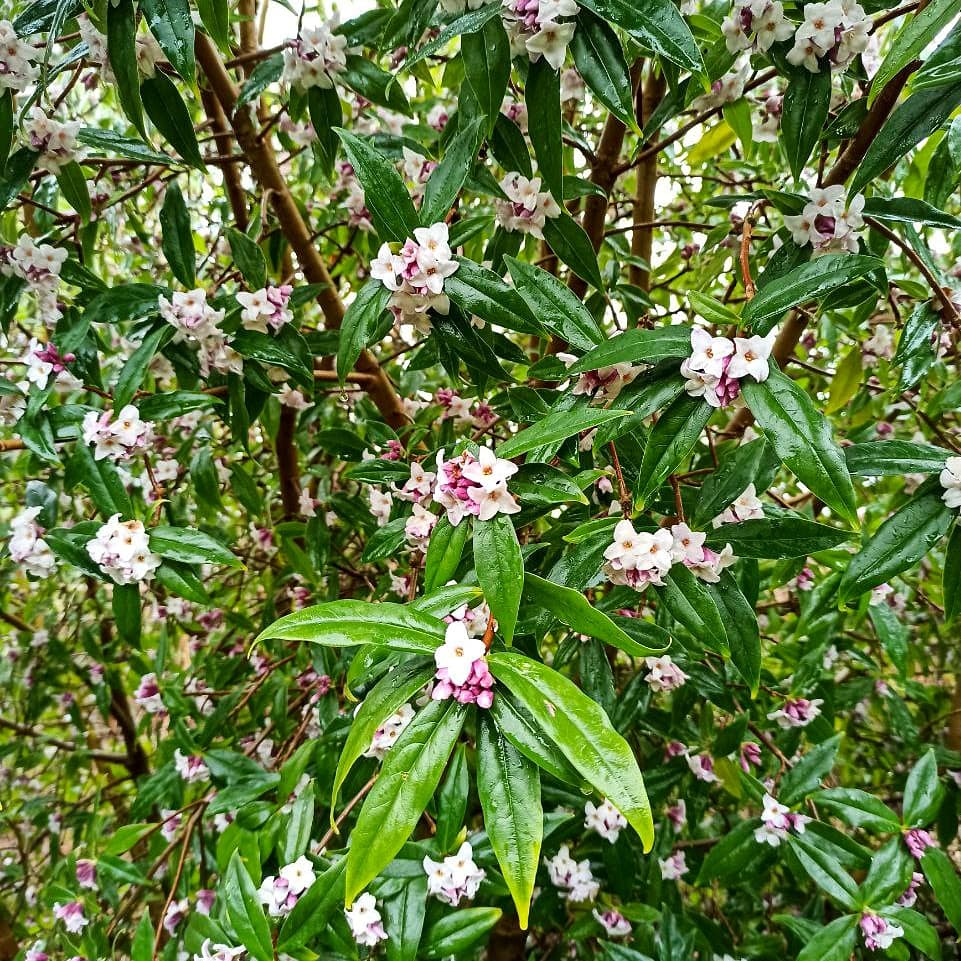 Greenlawns_info's tweet photo. Some nice winter flowers going on in this garden.
#wintergarden #lawncare #lawn #lawncareservice #lawnmaintenance #green #lakedistrict #grass #lawnlover #lawnlife #greenlawns #ironsulphate #mosskiller https://t.co/bSlfBz36yM