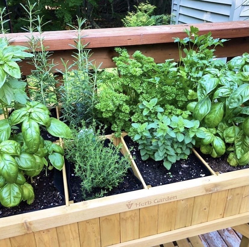 ToriRocksRE's tweet photo. Fresh herbs in my own backyard?! Yes please! #WantThatWednesday
•
•
•
#ROCKSTARRG #KWMetroCenter #realestate #blachistorymonth #herbgarden #fresh #freshfood #healthy #dreamhomewants https://t.co/VNfhBZqZuN