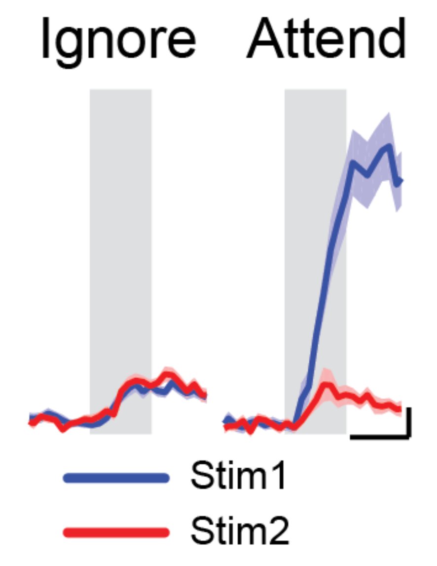 Animals do better at tasks when they attend to stimuli, and neurons in cortex show enhanced processing of stimuli when they are attended vs ignored. Again, we found similar things happening in mice when they attended vs ignored the same visual stimuli. Here's an example V1 neuron