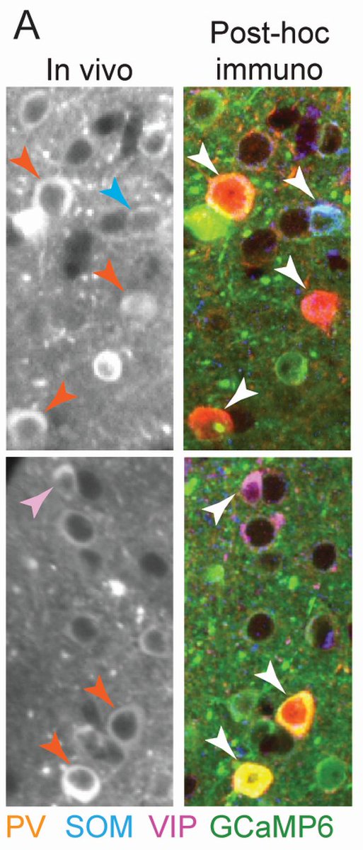 We did this using 2-photon imaging on behaving mice (7-9 days learning visual task, 1-2 more days - expert at attention task), and also did post-hoc immunostaining & 3D image registration to identify 3 classes of GABAergic interneurons in the same tissue: PV, SOM and VIP cells