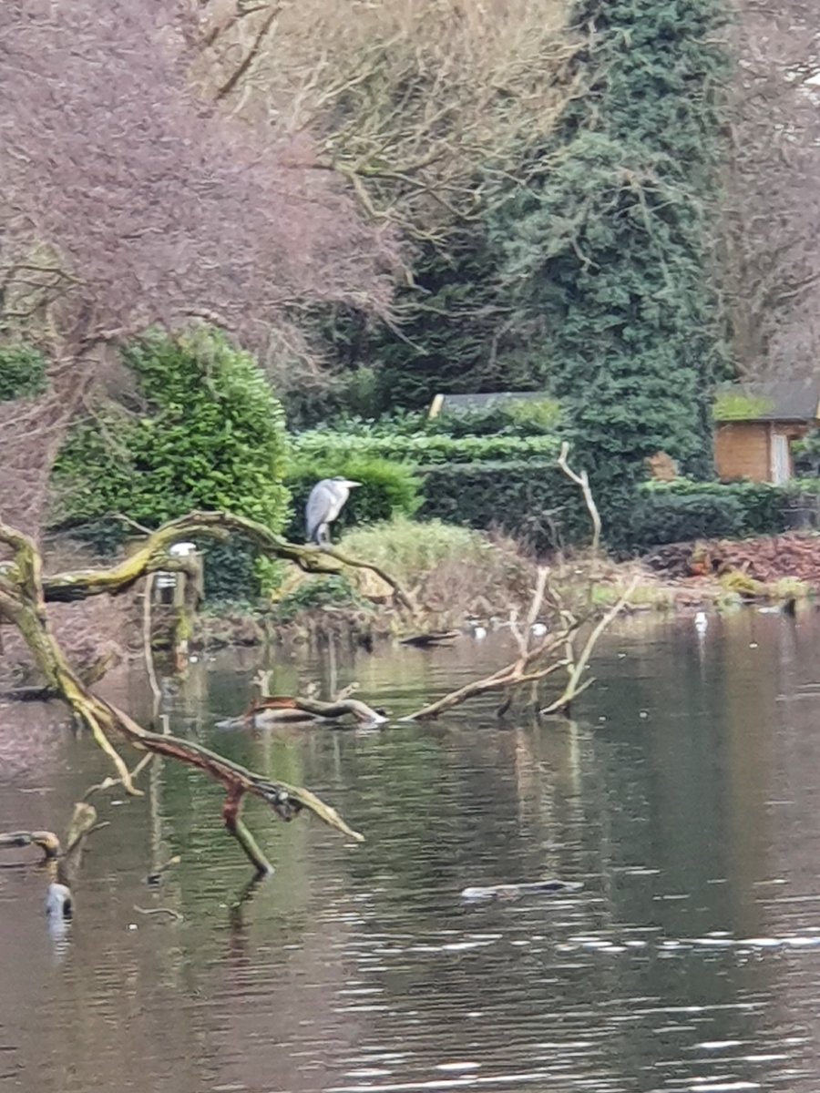 jessunderhill77's tweet image. Son #1 was thrilled to snap a heron on our well-being walk this afternoon as part of @TownJnrSchool screen-free afternoon #ChildrensMentalHealthWeek #ScreenFreeLearning