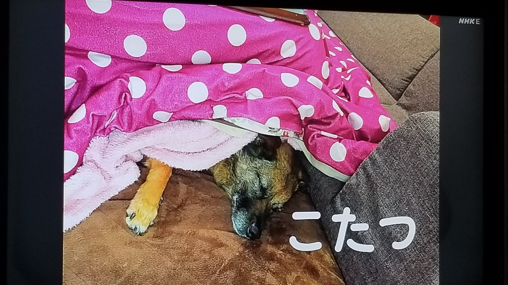 Cmj わたし犬いぬ Mixのさくらさん E0655 Cmj わたし犬いぬ Mixのさくらさん E0655