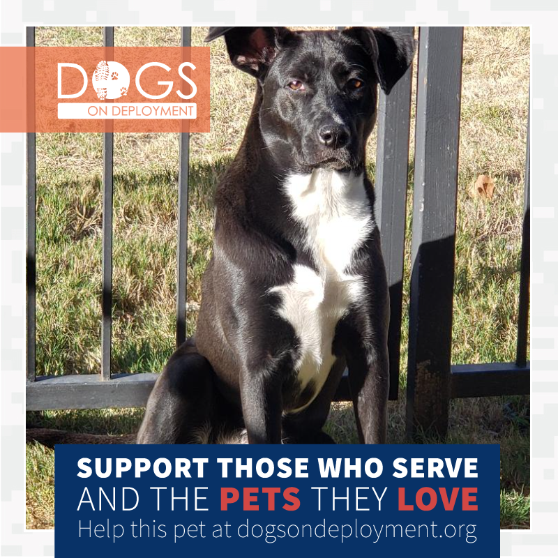DogsonDeploymnt's tweet photo. Any #DoDBoarders near San Antonio, TX?  Lola needs a place to stay 2/8/21-2/28/21 while #Airforce parent is #deployed.  If you can help log in &amp; register at https://t.co/fWxc1axicy.

#DogsonDeployment #DODMission #Love #Fund #Board
#DoDPetInNeed #DoDFoster #TEXAS https://t.co/Gb8MDq8Xaj