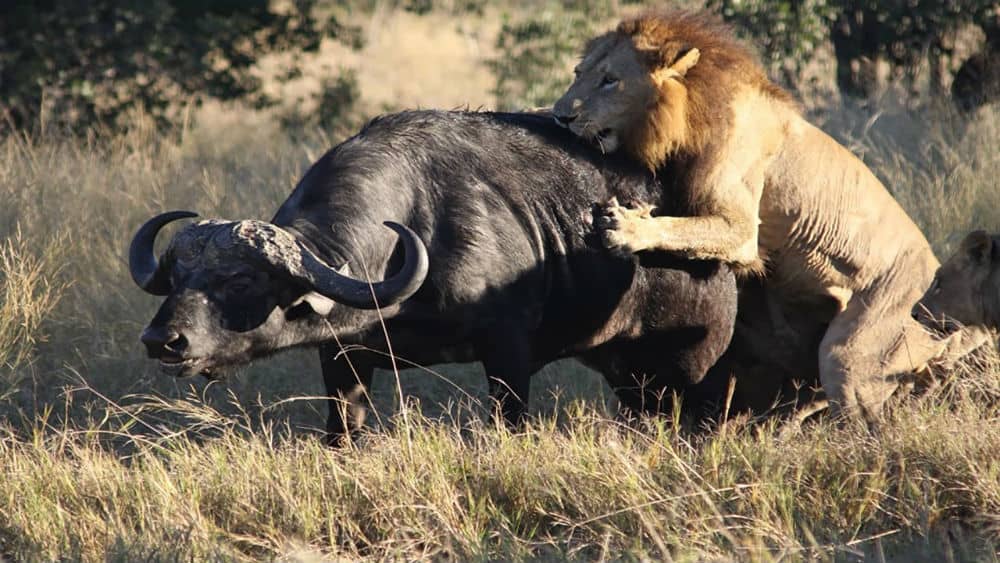 I ask, why should the lion eat straw like an ox? By nature lions do not do that. Adders attack if something gets near their den. Why should this change? Because some humans wanted it to? What hubris and foolishness, a rejection of the natural and divine order.