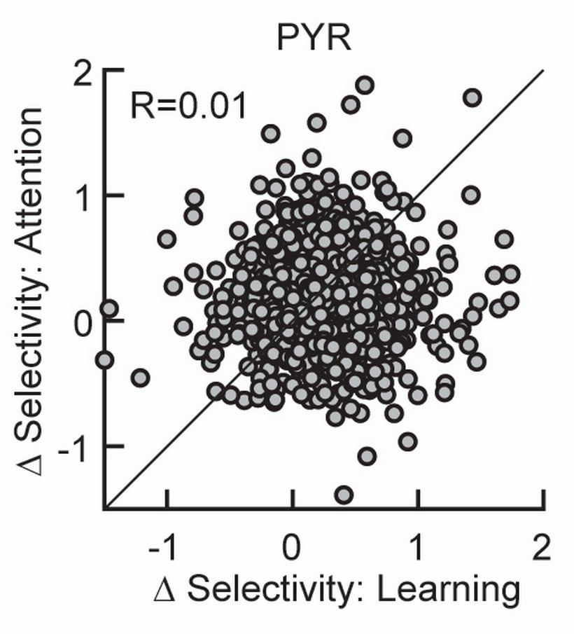 The answer is no! A neuron’s degree of modulation during learning was uncorrelated with its degree of modulation by attention. This suggests that long- and short-timescale cortical changes rely on distinct neural mechanisms, even when these changes are similar on average