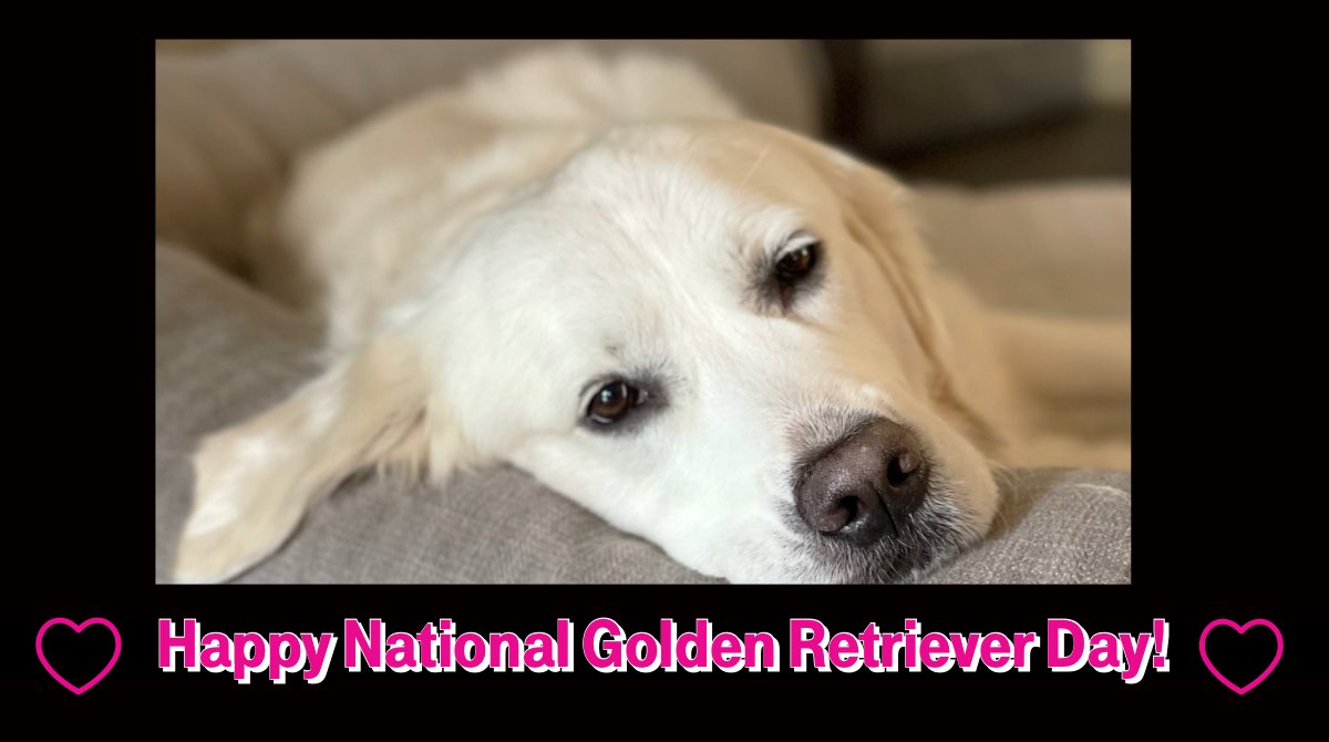 Happy National Golden Retriever Day to this handsome guy! #nationalgoldenretrieverday