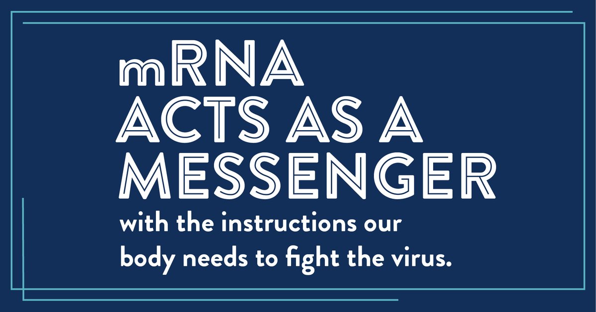 healthvermont's tweet photo. The #COVID19 vaccine works by teaching our immune systems how to build a strong defense against the virus. In fact, the “m” in mRNA means messenger because it delivers instructions to our cells on how to fight the virus. #OurShotVT #Vermont #VT https://t.co/gawqIsfaq9