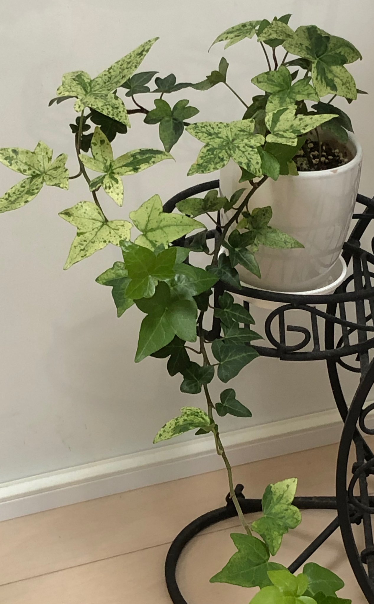 朔夜 Sakuya ｼﾊﾞﾗｸ低浮上 おはようございます 本日 京都は曇り空 で日差しはほとんどありません 立春も過ぎましたが まだまだ寒い日が続きます 暖かくしてお過ごしください アイビー 白雪姫 寒さに晒すと芽吹いた葉が白くなる ドイツ