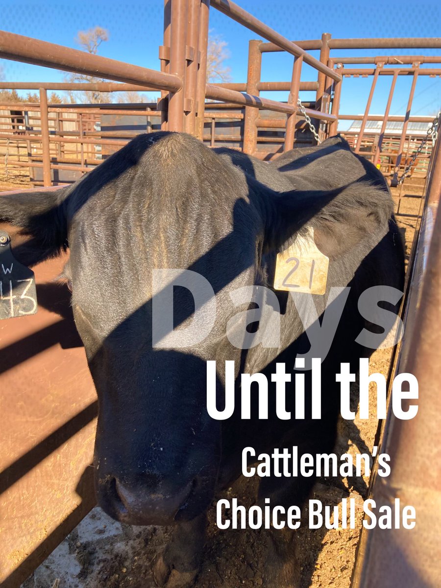 BeefGrund's tweet photo. We’re just a few weeks away from the 29th Annual Cattleman’s Choice Bull Sale!
The catalog will be going to print and posted online soon!
#practicalprofitableproven #family
#grundbeefgenetics https://t.co/Vc2HbXVJuB