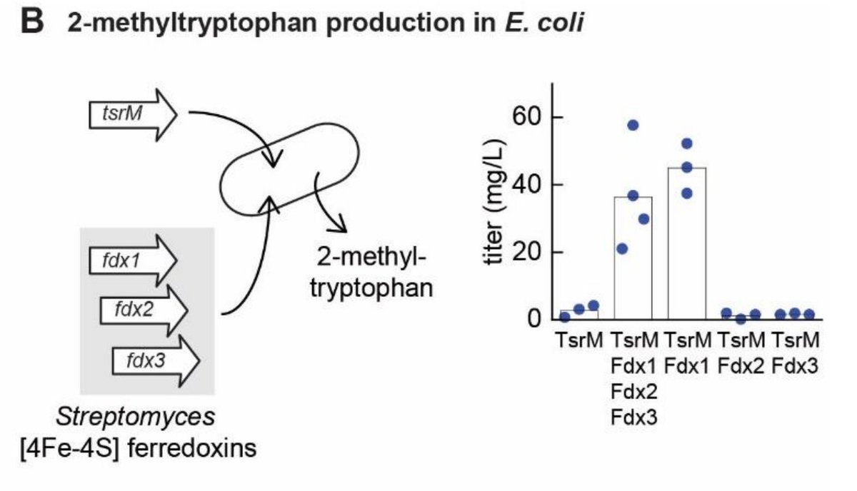 Finally we discover the key cofactors required for in vivo activity of enzyme TsrM, an intensely-studied model enzyme representing the radical SAM family. /7