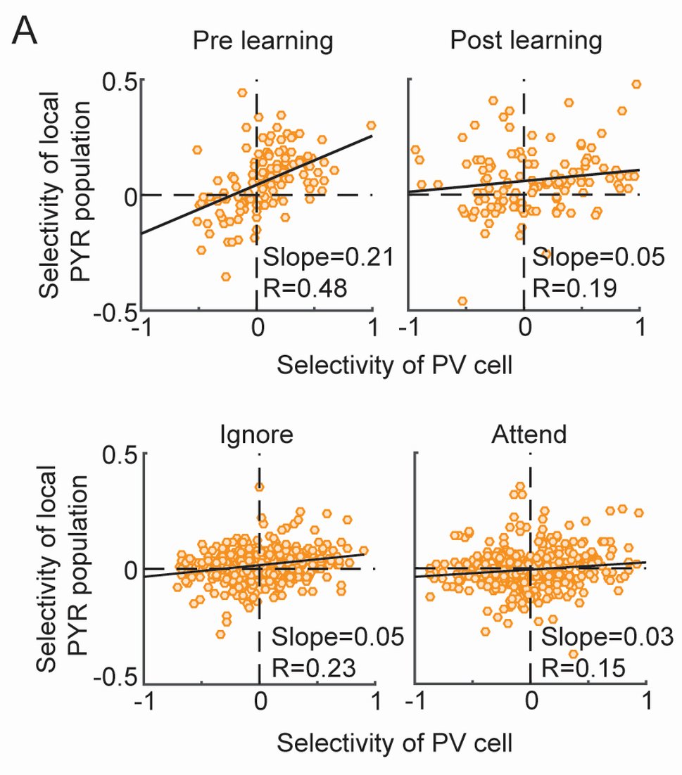 Second: Learning and attention were associated with different changes in functional interactions between excitatory and multiple inhibitory cell classes