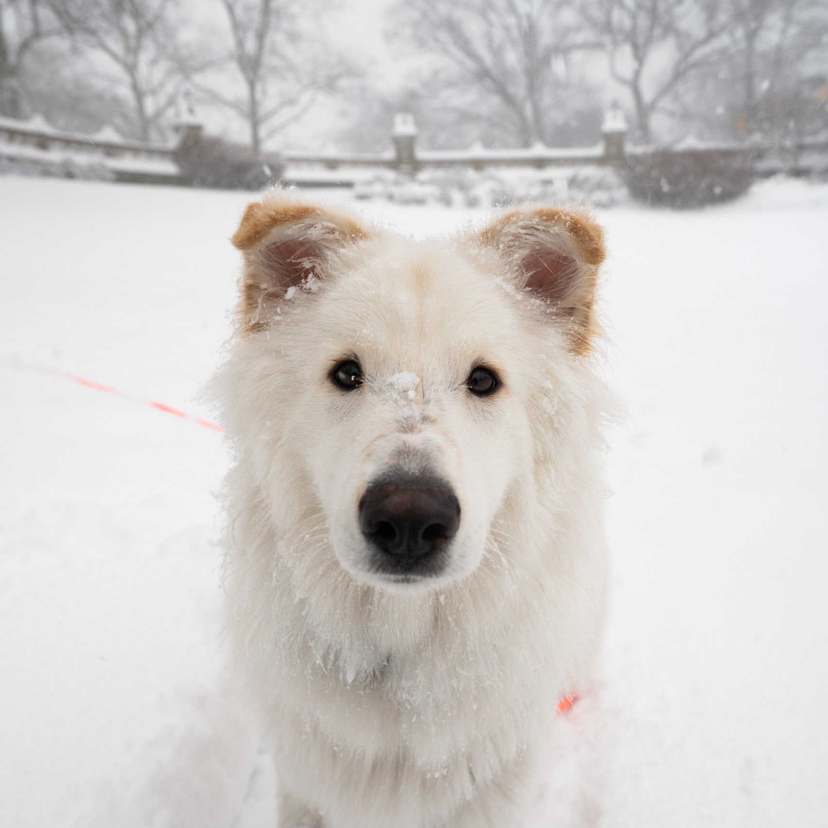 The on Twitter: "Polaris, Shepherd/Samoyed mix (1 y/o), Central Park, New York, NY • “He would rather sit on the corner and watch everything go by instead of going home. He