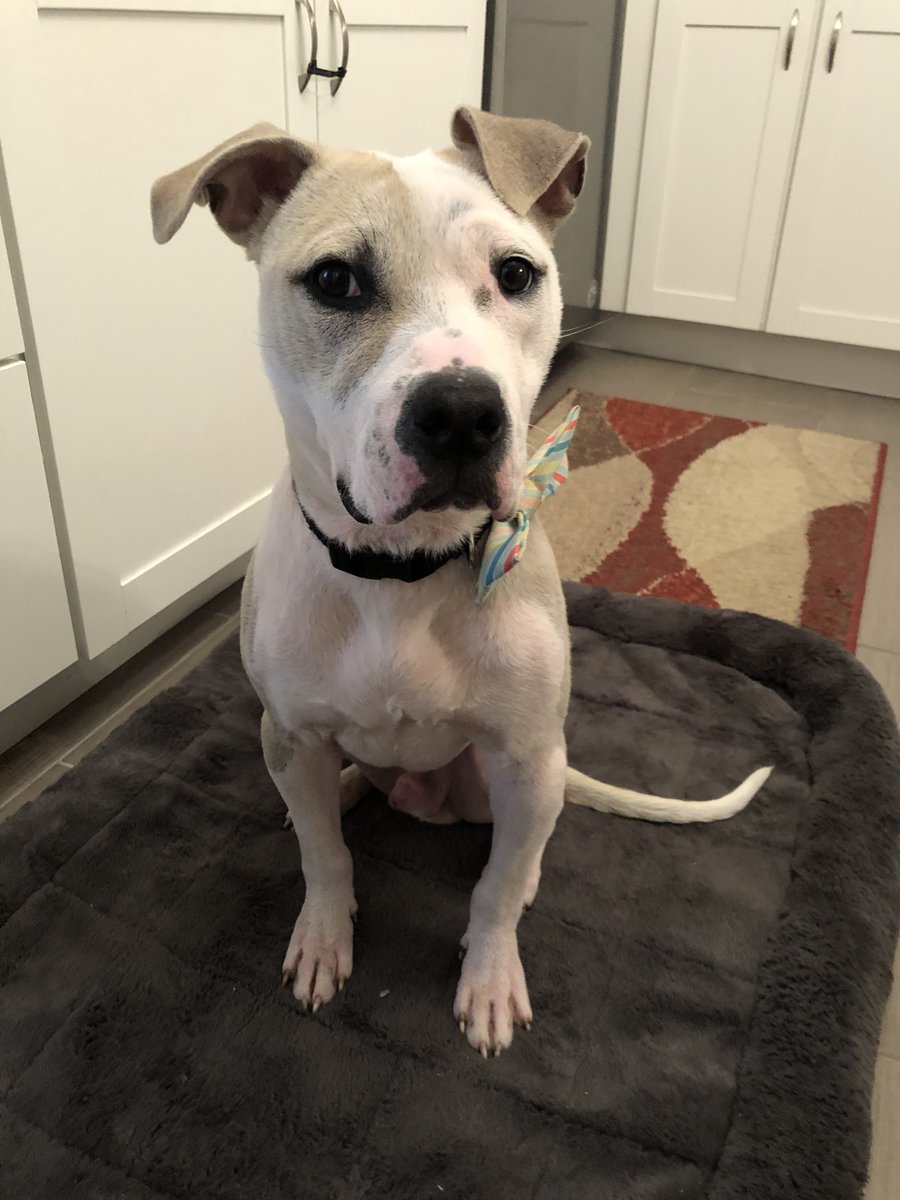 kyhumane's tweet photo. Our baby Jack Frost hasn't received a single adoption application &amp; he's pretty bummed about it. This handsome 2-year-old LOVES people &amp; enjoys playing with other high energy dogs. He isn't a cat fan but ya know, whatever! Could you be the one for him? https://t.co/8aXhQGmOtj https://t.co/UDaGiLr5u2