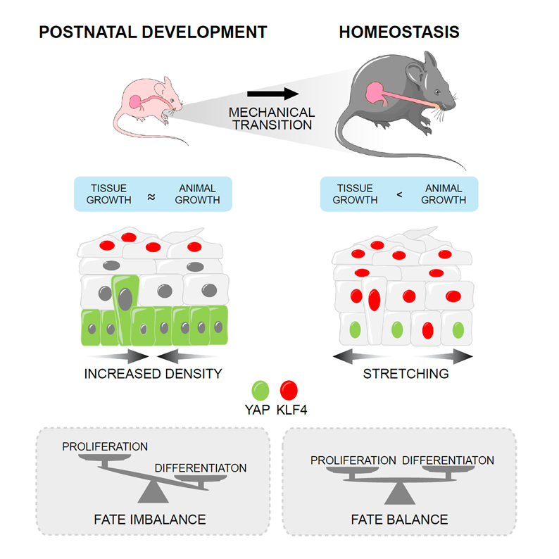 MariaPAlcolea's tweet photo. Excited to share a very special moment, the 1st preprint of my lab at the @SCICambridge lead by my talented PhD student @JamieMcGinn3. We show that physiological changes in tissue mechanics guide the transition towards adult homeostasis in oesophagus.
 
https://t.co/fpUguyn7ss https://t.co/ykOILSJJzL