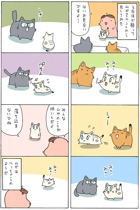 老猫と子猫が一緒に暮らしたら⑥
https://t.co/9QV4FAp4Kv 