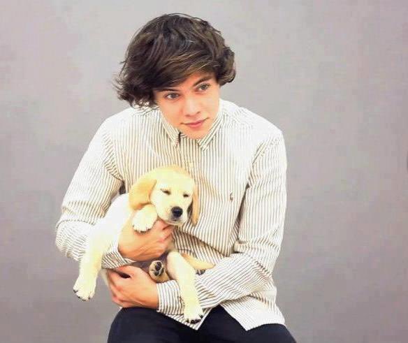 Harry Styles and dogs. A thread.