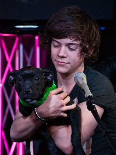 Harry Styles and dogs. A thread.