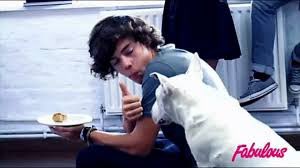 Harry Styles and dogs. A thread.