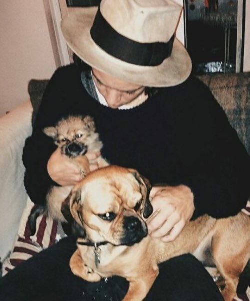 Harry Styles and dogs. A thread.