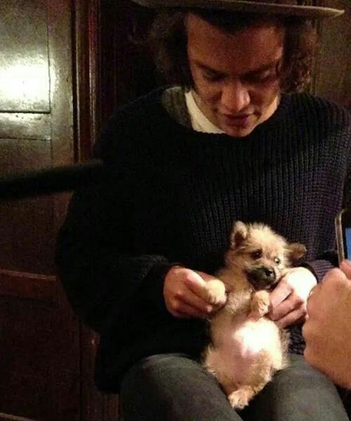 Harry Styles and dogs. A thread.