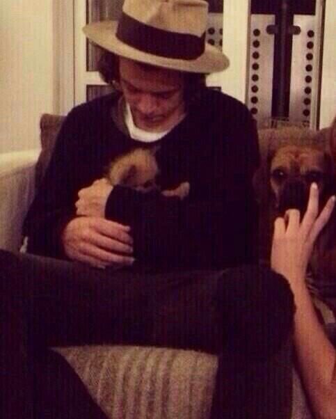 Harry Styles and dogs. A thread.