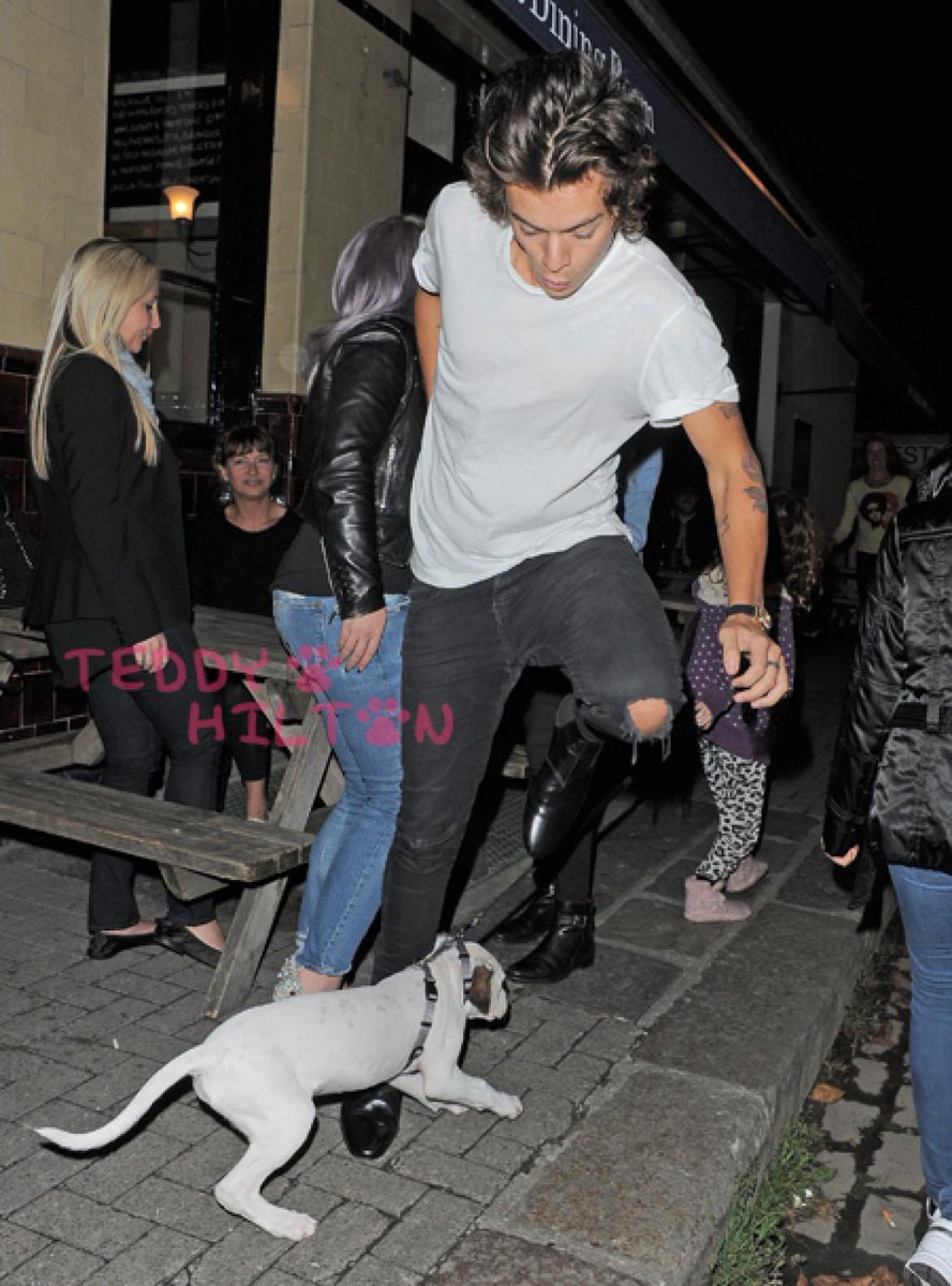 Harry Styles and dogs. A thread.