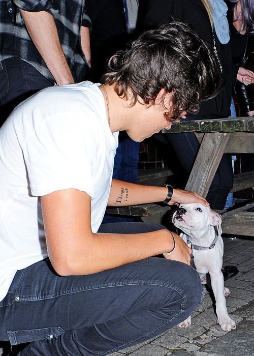 Harry Styles and dogs. A thread.