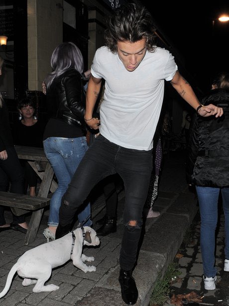 Harry Styles and dogs. A thread.
